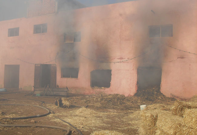 نفوق تسعٍ وعشْرِينَ بقرة في حريق إسطبل نفوق تسعٍ وعشْرِينَ بقرة في حريق إسطبل