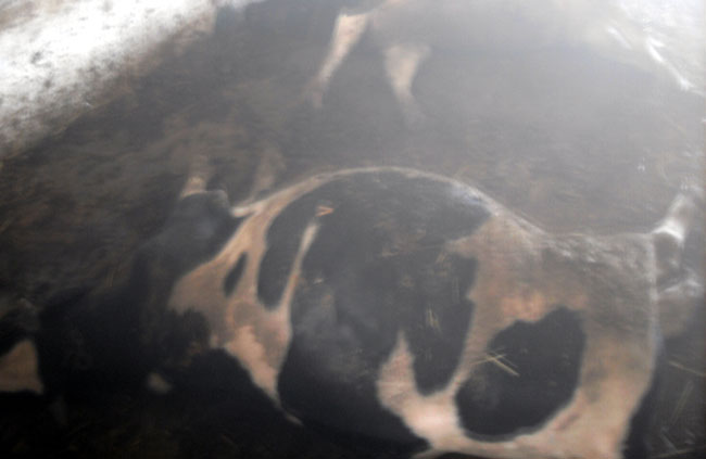 نفوق تسعٍ وعشْرِينَ بقرة في حريق إسطبل نفوق تسعٍ وعشْرِينَ بقرة في حريق إسطبل