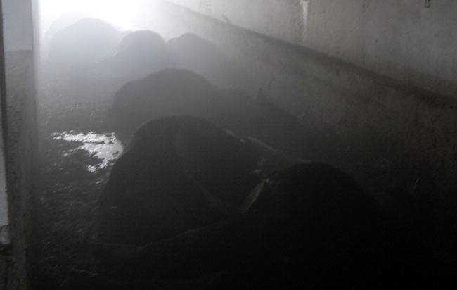 نفوق تسعٍ وعشْرِينَ بقرة في حريق إسطبل نفوق تسعٍ وعشْرِينَ بقرة في حريق إسطبل