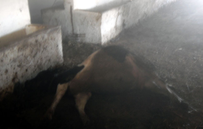 نفوق تسعٍ وعشْرِينَ بقرة في حريق إسطبل نفوق تسعٍ وعشْرِينَ بقرة في حريق إسطبل