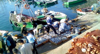 وزارة الفلاحة والصيد البحري تمنع إصطياد هذا النوع من السمك لمدة 5 سنوات بالمغرب