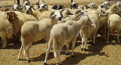 وزارة الفلاحة تعلن عن العرض المرتقب من الأغنام والماعز لعيد الأضحى المبارك وزارة الفلاحة تعلن عن العرض المرتقب من الأغنام والماعز لعيد الأضحى المبارك