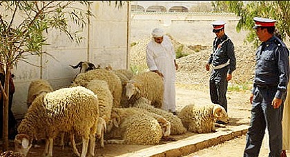 عصابة مجهولة تسرق 35 رأس غنم من حظيرة للمواشي بجماعتي "البركانيين" و"أركمان" والأمن يستنفر