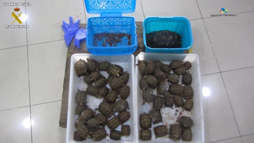 بالصور.. توقيف مغربي داخل ميناء مليلية بحوزته مجموعة من السلاحف المهددة بالإنقراض بالصور.. توقيف مغربي داخل ميناء مليلية بحوزته مجموعة من السلاحف المهددة بالإنقراض