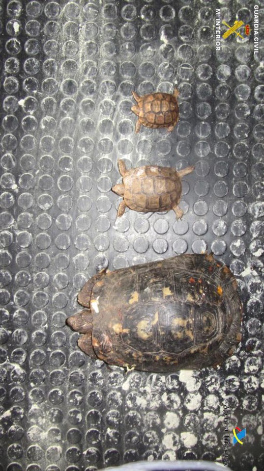 بالصور.. توقيف مغربي داخل ميناء مليلية بحوزته مجموعة من السلاحف المهددة بالإنقراض بالصور.. توقيف مغربي داخل ميناء مليلية بحوزته مجموعة من السلاحف المهددة بالإنقراض