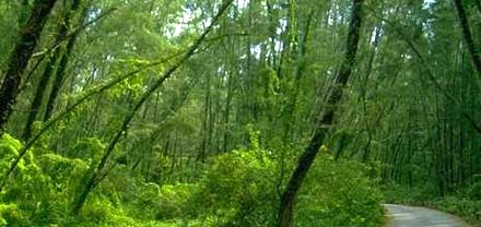 بالناظور: ثلاثة مشاريع بنيوية لحماية وتثمين المجال الغابوي بالناظور: ثلاثة مشاريع بنيوية لحماية وتثمين المجال الغابوي