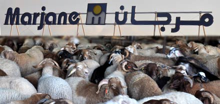 أضحية العيد بالناظور بين مطرقة مرجان وسندان الأسواق الأسبوعية أضحية العيد بالناظور بين مطرقة مرجان وسندان الأسواق الأسبوعية