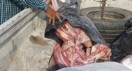 مصالح حماية الصحة تتلف نحو 5 أطنان من الأسماك واللحوم الفاسدة المحجوزة بالناظور ووجدة مصالح حماية الصحة تتلف نحو 5 أطنان من الأسماك واللحوم الفاسدة المحجوزة بالناظور ووجدة