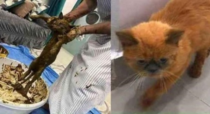 اعتقال مهاجر "مغربي" يصبغ قطط الشارع بـ"الحناء" قبل بيعها بمبالغ مرتفعة بعد إدعائه أنها من فصيلة نادرة