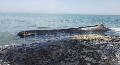 نفوق حوت عملاق بسبب انحصاره بشاطئ "بوقانا" وصغيره ظلّ يحوم بمحيط جثته العائمة رافضا الارتحال نفوق حوت عملاق بسبب انحصاره بشاطئ "بوقانا" وصغيره ظلّ يحوم بمحيط جثته العائمة رافضا الارتحال