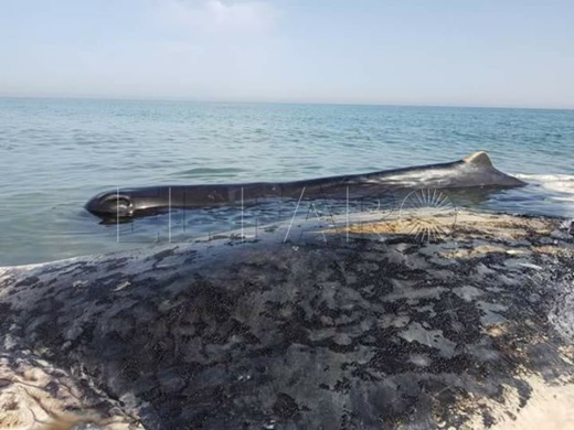 نفوق حوت عملاق بسبب انحصاره بشاطئ "بوقانا" وصغيره ظلّ يحوم بمحيط جثته العائمة رافضا الارتحال نفوق حوت عملاق بسبب انحصاره بشاطئ "بوقانا" وصغيره ظلّ يحوم بمحيط جثته العائمة رافضا الارتحال