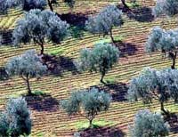 مخطط المغرب الأخضر.. غرس أزيد من 40 ألف هكتار بأشجار الزيتون في أفق 2019 باقليم الناظور مخطط المغرب الأخضر.. غرس أزيد من 40 ألف هكتار بأشجار الزيتون في أفق 2019 باقليم الناظور