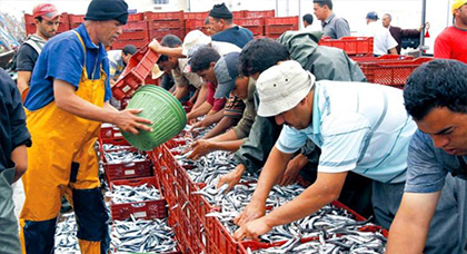 الحسيمة تحتل الرتبة الأولى في إنتاج السمك والناظور ثالثا بعد طنجة وهذا حجم إنتاجهم خلال تسعة أشهر الماضية الحسيمة تحتل الرتبة الأولى في إنتاج السمك والناظور ثالثا بعد طنجة وهذا حجم إنتاجهم خلال تسعة أشهر الماضية