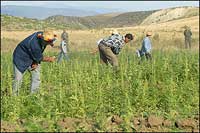 الناظور .. انخفاض المساحة المزروعة حتى منتصف دجنبر الماضي بنسبة 77 بالمائة الناظور .. انخفاض المساحة المزروعة حتى منتصف دجنبر الماضي بنسبة 77 بالمائة