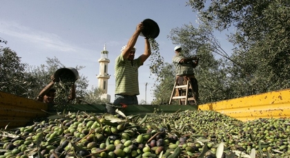 بالأرقام.. هذه هي المساحات المغروسة بالزيتون في الجهة الشرقية بالأرقام.. هذه هي المساحات المغروسة بالزيتون في الجهة الشرقية