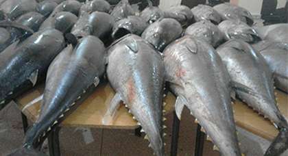 درك بودينار يحجز كمية مهمة من سمك التونة تم إصطياده بطريقة عشوائية خلال راحته البيولوجية