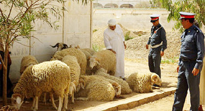 السطو على مواشي الساكنة تعود لبني سيدال لوطا .. سرقة قطيعين من الأغنام بدوار حجرة علي السطو على مواشي الساكنة تعود لبني سيدال لوطا .. سرقة قطيعين من الأغنام بدوار حجرة علي