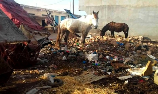 مروان ينتفض في وجه البوكيلي بسبب "الحمير والبغال" ويرفض التصويت على نقاط دورة فبراير