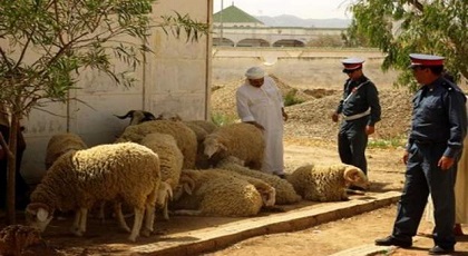 لصوص يستولون على حوالي 30 رأسا من الغنم وسط استنفار الدرك ببني سيدال لصوص يستولون على حوالي 30 رأسا من الغنم وسط استنفار الدرك ببني سيدال
