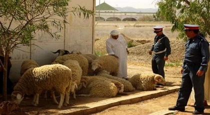 لصوص يستولون على حوالي 30 رأسا من الغنم وسط استنفار الدرك ببني سيدال