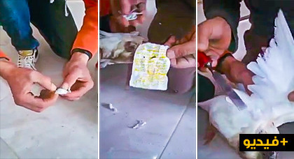 الدريوش.. مواطنون يعثرون على "طلاسم" سحر وشعوذة داخل جناحي طائر بميضار الدريوش.. مواطنون يعثرون على "طلاسم" سحر وشعوذة داخل جناحي طائر بميضار