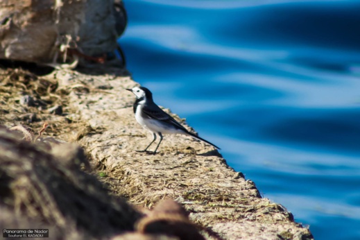 أجمل ما في الناظور.. إكتشفوا مناظر رائعة لمناطق متفرقة حول بحيرة مارتشيكا أجمل ما في الناظور.. إكتشفوا مناظر رائعة لمناطق متفرقة حول بحيرة مارتشيكا