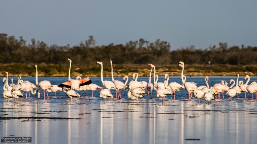 أجمل ما في الناظور.. إكتشفوا مناظر رائعة لمناطق متفرقة حول بحيرة مارتشيكا أجمل ما في الناظور.. إكتشفوا مناظر رائعة لمناطق متفرقة حول بحيرة مارتشيكا