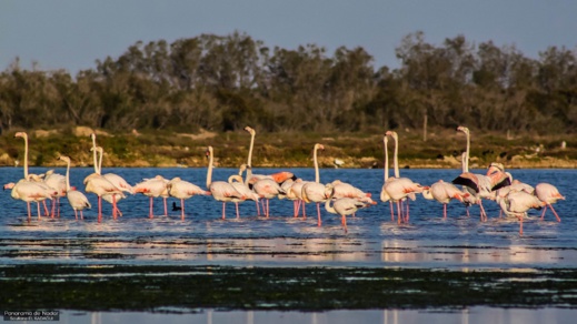 أجمل ما في الناظور.. إكتشفوا مناظر رائعة لمناطق متفرقة حول بحيرة مارتشيكا أجمل ما في الناظور.. إكتشفوا مناظر رائعة لمناطق متفرقة حول بحيرة مارتشيكا