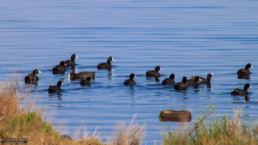 أجمل ما في الناظور.. إكتشفوا مناظر رائعة لمناطق متفرقة حول بحيرة مارتشيكا أجمل ما في الناظور.. إكتشفوا مناظر رائعة لمناطق متفرقة حول بحيرة مارتشيكا