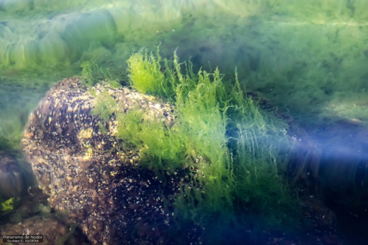 أجمل ما في الناظور.. إكتشفوا مناظر رائعة لمناطق متفرقة حول بحيرة مارتشيكا أجمل ما في الناظور.. إكتشفوا مناظر رائعة لمناطق متفرقة حول بحيرة مارتشيكا