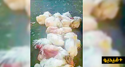 فضيحة بالفيديو: دجاج ودواجن "مريضة ونافقة" تباع بأسواق المغرب وتصل الناظور بدون أية مراقبة