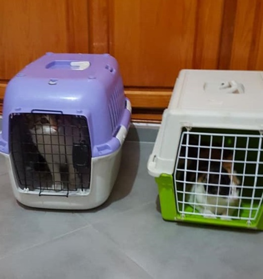 مشاركة ناظورية وازنة في حملة بيطرية وطنية لتعقيم الحيوانات الأليفة بعاصمة الشرق مشاركة ناظورية وازنة في حملة بيطرية وطنية لتعقيم الحيوانات الأليفة بعاصمة الشرق