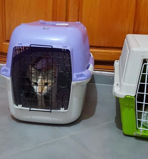 مشاركة ناظورية وازنة في حملة بيطرية وطنية لتعقيم الحيوانات الأليفة بعاصمة الشرق مشاركة ناظورية وازنة في حملة بيطرية وطنية لتعقيم الحيوانات الأليفة بعاصمة الشرق