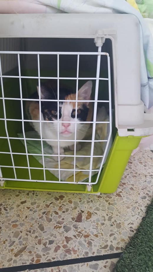 مشاركة ناظورية وازنة في حملة بيطرية وطنية لتعقيم الحيوانات الأليفة بعاصمة الشرق مشاركة ناظورية وازنة في حملة بيطرية وطنية لتعقيم الحيوانات الأليفة بعاصمة الشرق