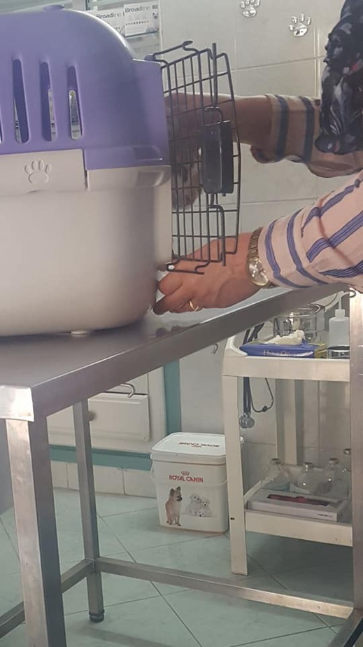 مشاركة ناظورية وازنة في حملة بيطرية وطنية لتعقيم الحيوانات الأليفة بعاصمة الشرق مشاركة ناظورية وازنة في حملة بيطرية وطنية لتعقيم الحيوانات الأليفة بعاصمة الشرق