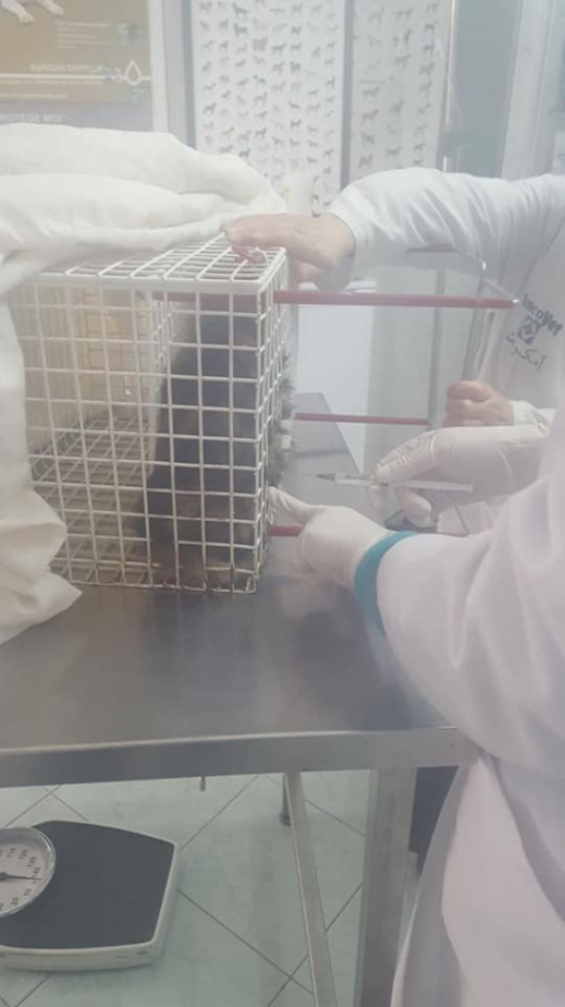 مشاركة ناظورية وازنة في حملة بيطرية وطنية لتعقيم الحيوانات الأليفة بعاصمة الشرق مشاركة ناظورية وازنة في حملة بيطرية وطنية لتعقيم الحيوانات الأليفة بعاصمة الشرق