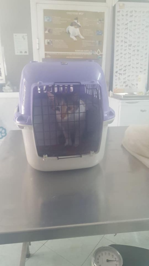 مشاركة ناظورية وازنة في حملة بيطرية وطنية لتعقيم الحيوانات الأليفة بعاصمة الشرق مشاركة ناظورية وازنة في حملة بيطرية وطنية لتعقيم الحيوانات الأليفة بعاصمة الشرق