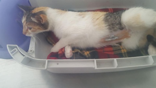 مشاركة ناظورية وازنة في حملة بيطرية وطنية لتعقيم الحيوانات الأليفة بعاصمة الشرق مشاركة ناظورية وازنة في حملة بيطرية وطنية لتعقيم الحيوانات الأليفة بعاصمة الشرق