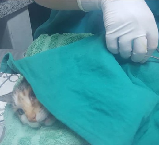 مشاركة ناظورية وازنة في حملة بيطرية وطنية لتعقيم الحيوانات الأليفة بعاصمة الشرق