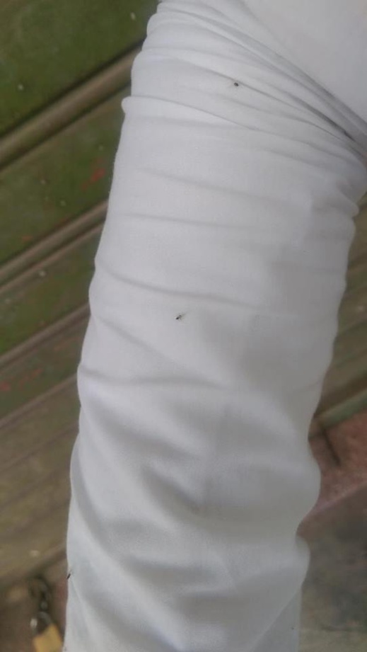 أسراب الناموس تجتاح مدينة الناظور بشكل غير مسبوق وسط تذمر عارم للساكنة أسراب الناموس تجتاح مدينة الناظور بشكل غير مسبوق وسط تذمر عارم للساكنة