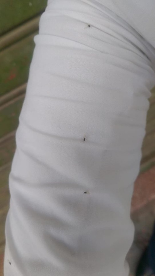 أسراب الناموس تجتاح مدينة الناظور بشكل غير مسبوق وسط تذمر عارم للساكنة أسراب الناموس تجتاح مدينة الناظور بشكل غير مسبوق وسط تذمر عارم للساكنة