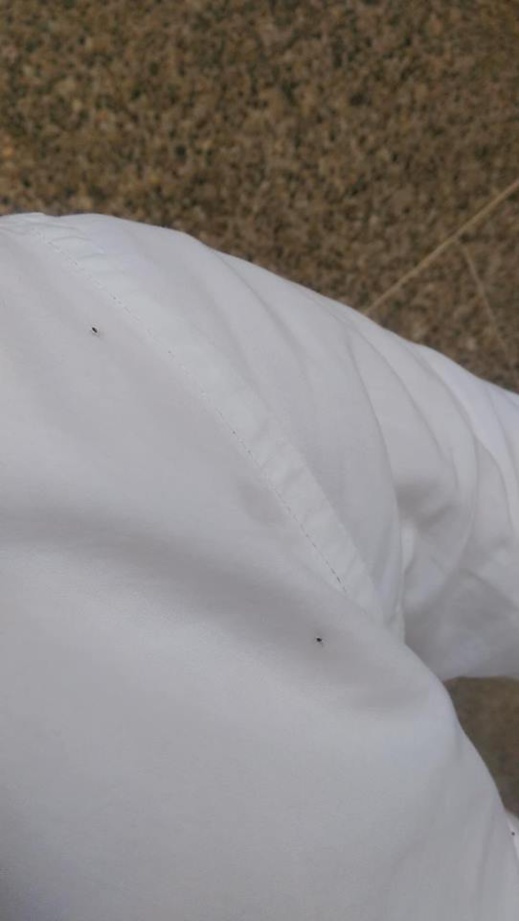 أسراب الناموس تجتاح مدينة الناظور بشكل غير مسبوق وسط تذمر عارم للساكنة أسراب الناموس تجتاح مدينة الناظور بشكل غير مسبوق وسط تذمر عارم للساكنة