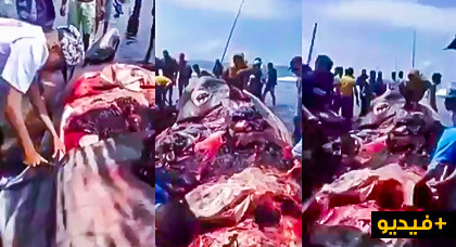 فيديو لمغاربة يقطعون لحم "حوت نافق" على شاطئ البحر يثير الجدل في مواقع التواصل فيديو لمغاربة يقطعون لحم "حوت نافق" على شاطئ البحر يثير الجدل في مواقع التواصل