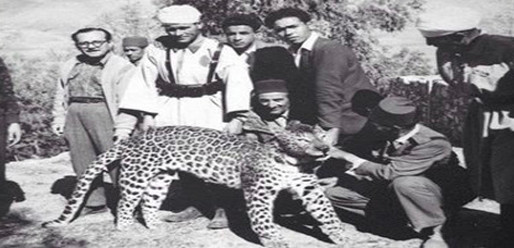 شاهدوا.. حكاية النمر الذي فر من "سيرك" بالناظور شاهدوا.. حكاية النمر الذي فر من "سيرك" بالناظور