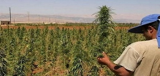 تقرير: 76 % من الكمية الإجمالية المضبوطة في الاتحاد الأوروبي من الحشيش مصدرها المغرب تقرير: 76 % من الكمية الإجمالية المضبوطة في الاتحاد الأوروبي من الحشيش مصدرها المغرب