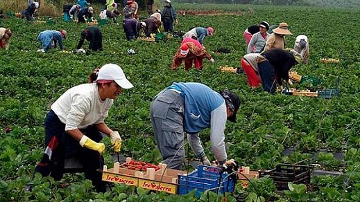 أنباء عن "حريك" 3000 من عاملات حقول الفراولة الإسبانية