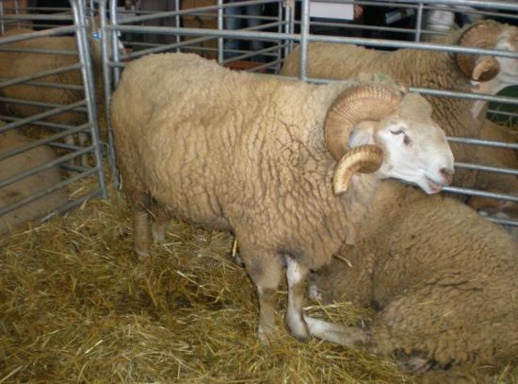 معلومات جديدة حول شراء أضحية العيد بالجهة الشرقية لهذه السنة معلومات جديدة حول شراء أضحية العيد بالجهة الشرقية لهذه السنة