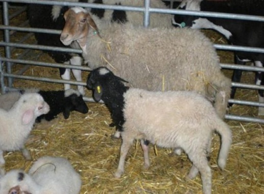 معلومات جديدة حول شراء أضحية العيد بالجهة الشرقية لهذه السنة معلومات جديدة حول شراء أضحية العيد بالجهة الشرقية لهذه السنة