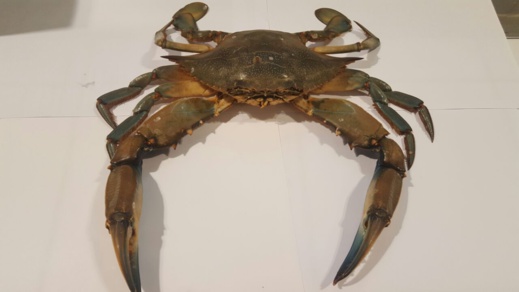 بالصور.. ظهور نوع دخيل من القشريات البحرية ببحيرة مارتشيكا بالناظور بالصور.. ظهور نوع دخيل من القشريات البحرية ببحيرة مارتشيكا بالناظور