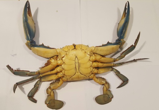 بالصور.. ظهور نوع دخيل من القشريات البحرية ببحيرة مارتشيكا بالناظور بالصور.. ظهور نوع دخيل من القشريات البحرية ببحيرة مارتشيكا بالناظور